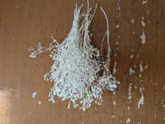 ソフトミニかすみ草ドライフラワー少量小分け