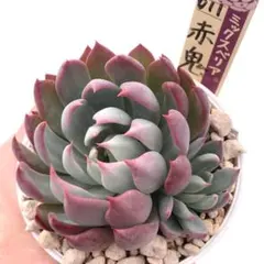 実*様 【極上苗】ミックスベリア 赤鬼 多肉植物 おらいさん 自家繁殖苗
