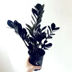 ザミオクルカス レイヴン ブラックオレンジ斑入り 観葉植物① - メルカリ