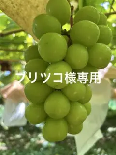 ブリツコ様専用　クイーンニーナ　14日