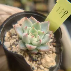 2026年最新】ザラゴーサの人気アイテム - メルカリ