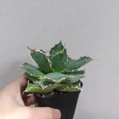 2026年最新】アガベオアハカの人気アイテム - メルカリ