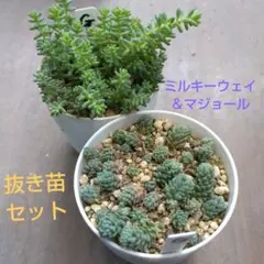 マジョール＆ミルキーウェイ抜き苗セット　根付き苗　よく増えるセダム