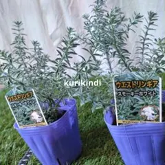 ドライガーデン！スーパーセット 楽天市場】ドライガーデン（サイズ（植木鉢）10 ～ 12号）の通販