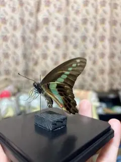 昆虫標本】ニシキオオツバメガ ガラスケース入り - メルカリ