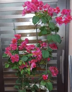 2025年最新】ブーゲンビレア鉢の人気アイテム - メルカリ