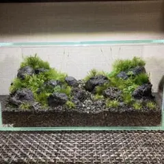 アクアテラリウム水槽 完成品 中型 赤溶岩石レイアウト - メルカリ