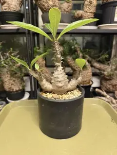 Pachypodium windsoriiパキポディウム ウィンゾリー サボテン