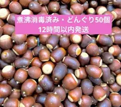 【12時間以内発送】ドングリ50こ