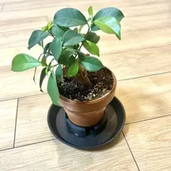 【3Dプリンタ製】通気性・排水性アップ！鉢底上げ台・鉢皿（ブラック）のサムネイル