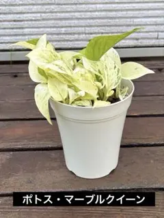 포토스 마블 퀸 슈퍼 볼륨 ‼️ 약 20cm 4.5 타입 4 ※냄비와 함께 배송 ‼️