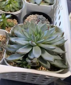 2026年最新】おらいさん苗赤鬼の人気アイテム - メルカリ