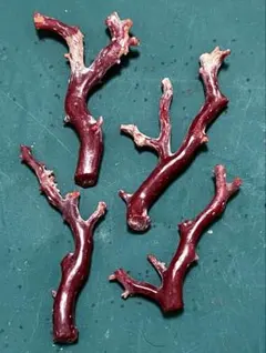 血赤珊瑚原木「室戸産」