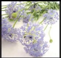 ブルーレースフラワー１０粒と2種類の植物の種のおまけ付き！