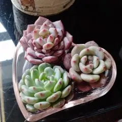 ゆう〜 さん様 リクエスト 2点 まとめ商品