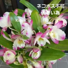 T16 原種 洋蘭 開花株 ツニア ブリメリアナ - メルカリ