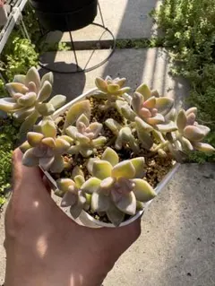 多肉植物、抜き苗、桜牡丹、ゴースティ、鉢の中全てのサムネイル