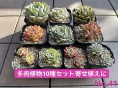 No.41 多肉植物10種セット 寄せ植えに