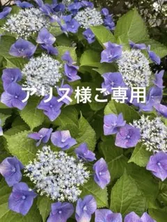 アリス様ご専用　プリザーブドフラワーミニ仏花　スリムタイプ　花器付一基