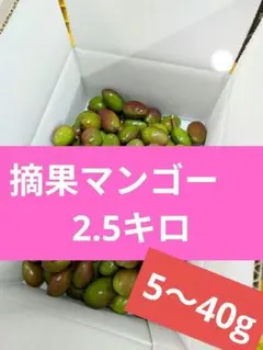 摘果マンゴー6kg 5〜50g - メルカリ