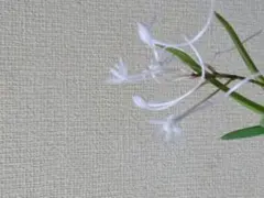 富貴蘭 風蘭 22　奄美風蘭のサムネイル