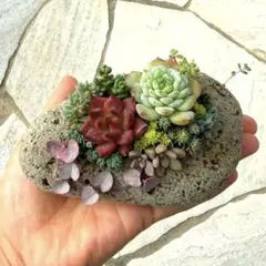 多肉植物 ✿ そのまま飾れる寄せ植え 軽石鉢 エケベリア インテリア ナチュラル