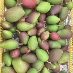 摘果マンゴー 7kg - メルカリ
