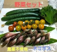 野菜セット❤茗荷❤ミニトマト❤きゅうり❤大葉⭐ネコポス⭐️農薬・除草剤不使用のサムネイル