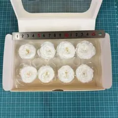 ナナガーデンローズのオフホワイト