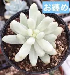 お纏め　多肉植物　乙女心錦　抜き苗 ✲乙女心錦の挿し芽をした(2023.08-2024.03)!｜そだレポ（栽培