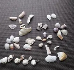 貝殻　セット　41