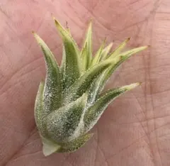 Tillandsia Renate （BRT) 速達発送 Tillandsia Renate （BRT) 速達発送 - メルカリ