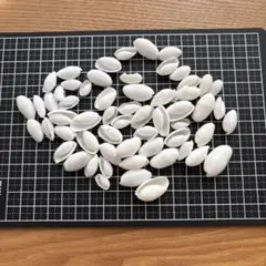 ホワイトシェル 貝殻 まとめ売り