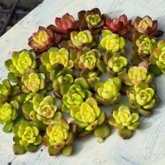 マジックゴールド　カット苗　多肉　ゆうパケットプラス発送　マジックジャムゴールド 同梱¥1380]マジックジャムゴールド カット苗 多肉 ゆうパケットプラス