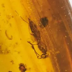 ZB114虫入り琥珀化石　ミャンマー　カムティかタナイ産　9900万年前