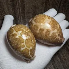 2025年最新】タカラガイの人気アイテム - メルカリ