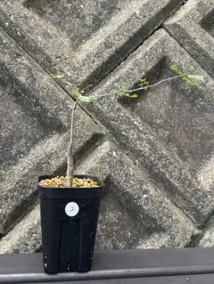 コミフォラ pv2597 commiphora pv 2597 - メルカリ