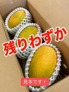 沖縄県産マンゴー 約1Kg 希少品種のサムネイル