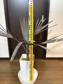 定価26万✨ミラクルウェーブ フレキシア Miracle Wave 美容機器 - メルカリ