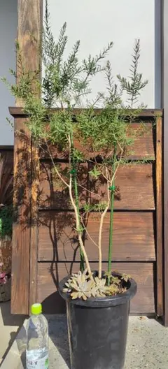 2025年最新】メラレウカ レッドジェムの人気アイテム - メルカリ