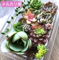 ①多肉植物♡エケベリア韓国苗詰め合せ♡セダムカット苗セット♡現品メルカリ便