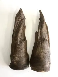 2026年最新】肥松の人気アイテム - メルカリ