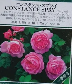 izumirose、初期イングリッシュローズ、コンスタンススプライ、7号大苗！のサムネイル