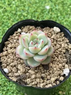 momo福様 リクエスト 2点 まとめ商品