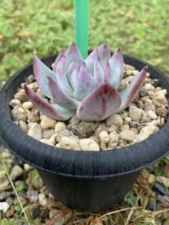 多肉植物　エケベリア　ブラックサバス　極美苗