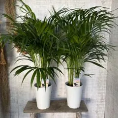 ①　アレカヤシ　(スーパーアレカヤシ)　9号　特大苗木最高等級極上品‼️　希少 ① アレカヤシ 9号 特大苗木最高等級極上品‼️ ① アレカヤシ