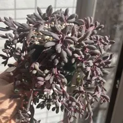 ルビーネックレス 大盛り　多肉植物