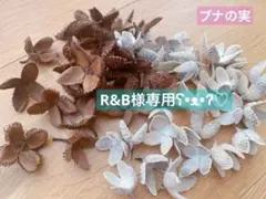 木の実　ブナの実　60パーツ　No.348