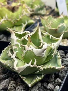 2025年最新】龍球会 アガベの人気アイテム - メルカリ