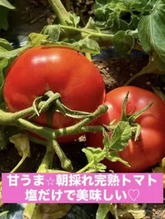 郡築‐二水ミニトマト高栄養リコピン、ビタミンC、カロテンが一般的な